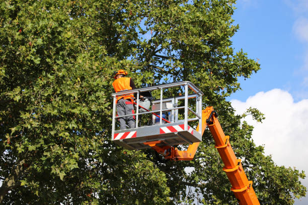 How Our Tree Care Process Works  in  Jones, OK