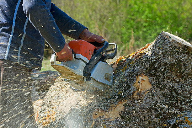 Best Emergency Tree Removal  in Jones, OK