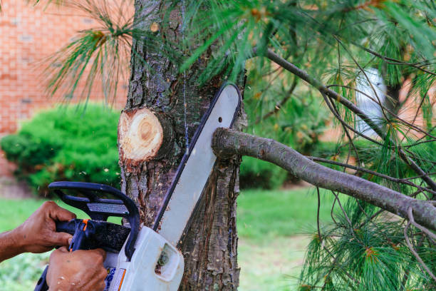 Best Tree Preservation Services  in Jones, OK